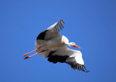 Aladin begibt sich auf die Suche einer neuen Partnerin. Seine Angela wird er wohl nicht mehr zurückbekommen.