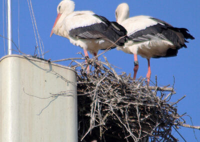 Damenbesuch lässt sich auf dem Horst nieder, und die Chemie stimmte sofort.