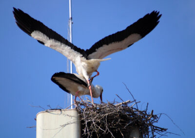 Gleich dreimal hintereinander wurde bereits am ersten Tag der hoffnungsvolle Grundstein für den nächsten Storchennachwuchs gelegt.