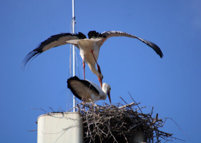 Gleich dreimal hintereinander wurde bereits am ersten Tag der hoffnungsvolle Grundstein für den nächsten Storchennachwuchs gelegt.