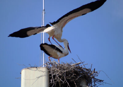 Gleich dreimal hintereinander wurde bereits am ersten Tag der hoffnungsvolle Grundstein für den nächsten Storchennachwuchs gelegt.