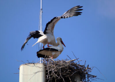 Gleich dreimal hintereinander wurde bereits am ersten Tag der hoffnungsvolle Grundstein für den nächsten Storchennachwuchs gelegt.
