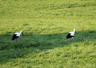 Gemeinsam verbringen sie viel Zeit auf dem Horst und bei der Futtersuche auf den umliegenden Wiesen.