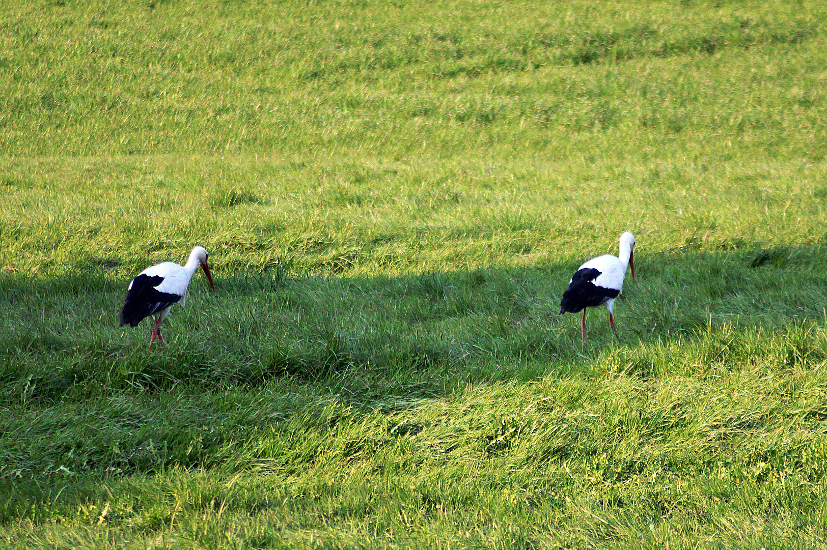 Gemeinsam verbringen sie viel Zeit auf dem Horst und bei der Futtersuche auf den umliegenden Wiesen.