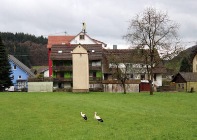 Gemeinsam verbringen sie viel Zeit auf dem Horst und bei der Futtersuche auf den umliegenden Wiesen.
