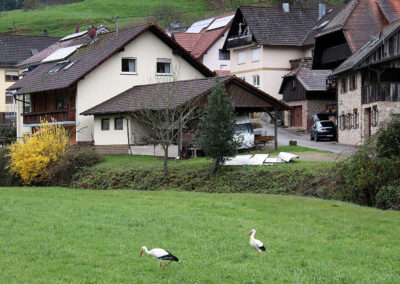 Gemeinsam verbringen sie viel Zeit auf dem Horst und bei der Futtersuche auf den umliegenden Wiesen.