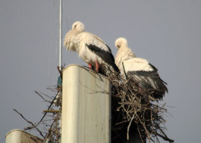 Gemeinsam verbringen sie viel Zeit auf dem Horst und bei der Futtersuche auf den umliegenden Wiesen.