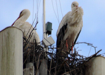 Gemeinsam verbringen sie viel Zeit auf dem Horst und bei der Futtersuche auf den umliegenden Wiesen.