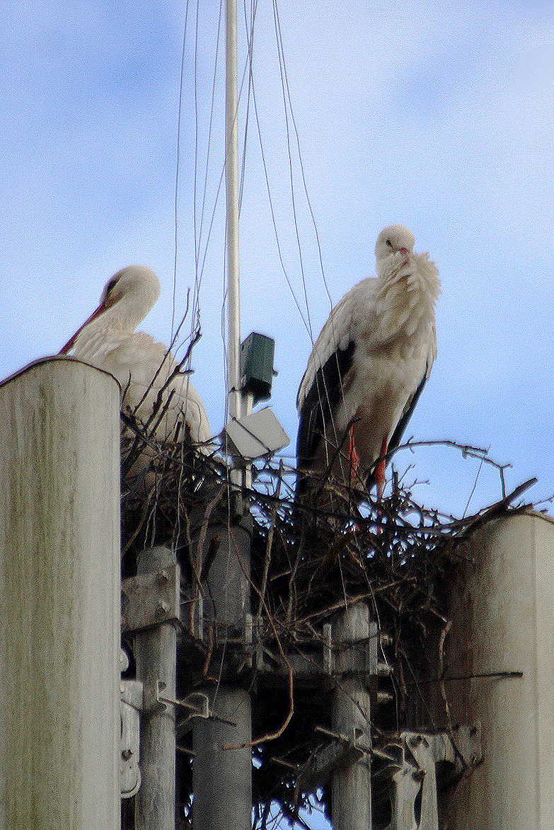 Gemeinsam verbringen sie viel Zeit auf dem Horst und bei der Futtersuche auf den umliegenden Wiesen.