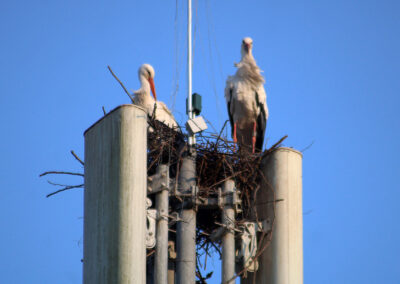Gemeinsam verbringen sie viel Zeit auf dem Horst und bei der Futtersuche auf den umliegenden Wiesen.