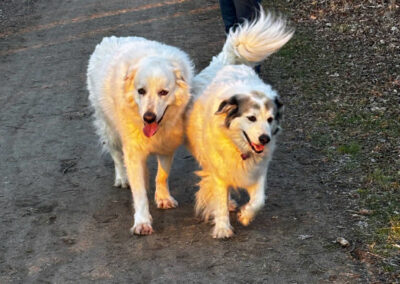 Zur Familie der McDonalds gehören auch die Hunde Tex und Anna Bananna, die Lieblinge von Carmen McDonald.