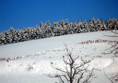 Winter-Impressionen im Dezember 2010: Ein herrlicher Blick von der Brandhalde hoch zum Waldrand.