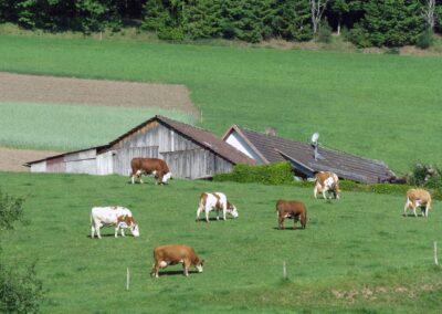 Kühe auf den Wiesen gehören zum Alltag in Dörlinbach. Wanglers Kühe grasen am Oberrain. Festgehalten im Mai 2020.