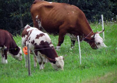 Kühe auf den Wiesen gehören zum Alltag in Dörlinbach. Wanglers Kühe grasen am Oberrain. Festgehalten im September 2021.