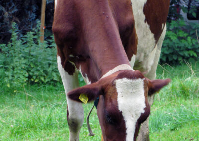 Kühe auf den Wiesen gehören zum Alltag in Dörlinbach. Wanglers Kühe grasen am Oberrain. Festgehalten im September 2021.