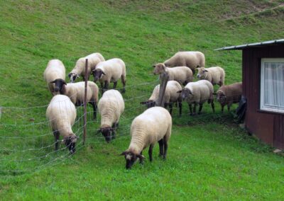 Ebenso ein vertrautes Bild: Schafe im Dobel. Seit über einem halben Jahrhundert sind die Wolle spendenden Tiere heimisch bei Familie Kaspar (2021).