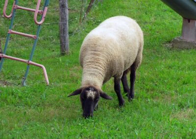 Ebenso ein vertrautes Bild: Schafe im Dobel. Seit über einem halben Jahrhundert sind die Wolle spendenden Tiere heimisch bei Familie Kaspar (2021).