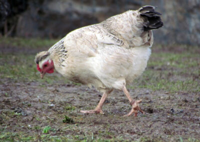 März 2021: Hühner gibt es in den unterschiedlichsten Arten. Diese sind am dem Kappelberg zu Hause.
