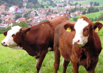 August 2021: Rinder rings um Dörlinbach sind ein vertrautes Bild. Diese stehen auf Weiden oberhalb der Hub.