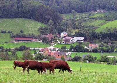August 2021: Rinder rings um Dörlinbach sind ein vertrautes Bild. Diese stehen auf Weiden oberhalb der Hub.