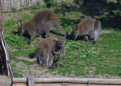 Mai 2020: Nachwuchs bei den Bennett-Kängurus im großen Tiergehege der Dörlinbacher Pit-Pat-Anlage.