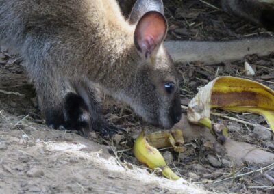 Juli 2020: „Essenszeit“ bei den Bennett-Kängurus im Tiergehege der Pit-Pat-Anlage. Bananenschalen gehörten immer zu Leibspeise.