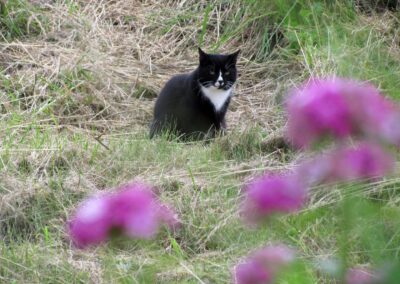 Juni 2024: Katzen-Blicke am Kappelberg. Freilaufenden Katern und Katzen begegnet man überall im Ort.