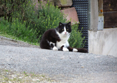 April 2021: Katzen und Kater trifft man in Dörlinbach quasi überall an. Beispielsweise wie hier in der Hub.