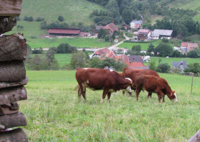 August 2021: Grasende Kühe in herrlicher Kulisse trifft an rund um Dörlinbach an. Wie hier oberhalb der Hub mit Blick aus Kapellchen und den Ort.