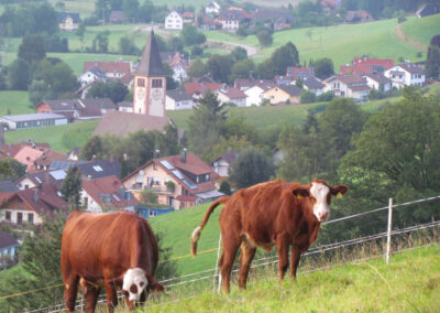 August 2021: Grasende Kühe in herrlicher Kulisse trifft an rund um Dörlinbach an. Wie hier oberhalb der Hub mit Blick aus Kapellchen und den Ort.
