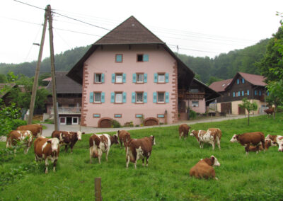 Juni 2021: Grasende Kühe in herrlicher Kulisse trifft an rund um Dörlinbach an. Auch mitten im Dorf wie hier beim Zieglerhof (Ziegelhof).