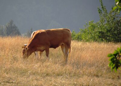 Juli 2022: Grasende Kühe in herrlicher Kulisse trifft an rund um Dörlinbach an. So wie hier unterhalb des Lieberatsberghofs.